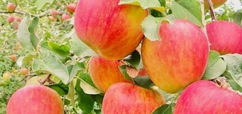 <開催終了>11/17(日)【🐝マルハチ会】りんごの収穫体験〜大人も子供も本物のりんごを知ろう！〜