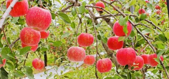 <開催終了>11/28(日)【🍅健康部】りんごの収穫体験！〜ご購入だけもあります〜