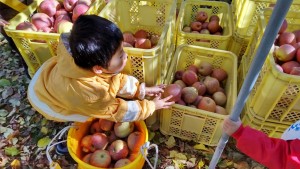 LINE_ALBUM_🍎1128(日)りんごの収穫体験_211206