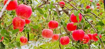 <開催終了>11/20(日)【🍅健康部】<第4回>りんごの収穫体験